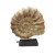 Muszla Ceramiczna Ozdoba Rustykalna Amonit 40x35cm